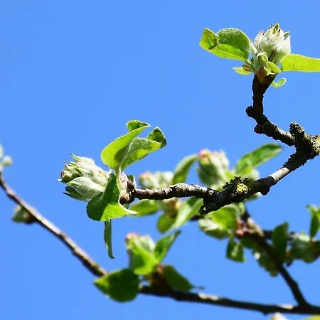 Vorderleggiswil Wynigen